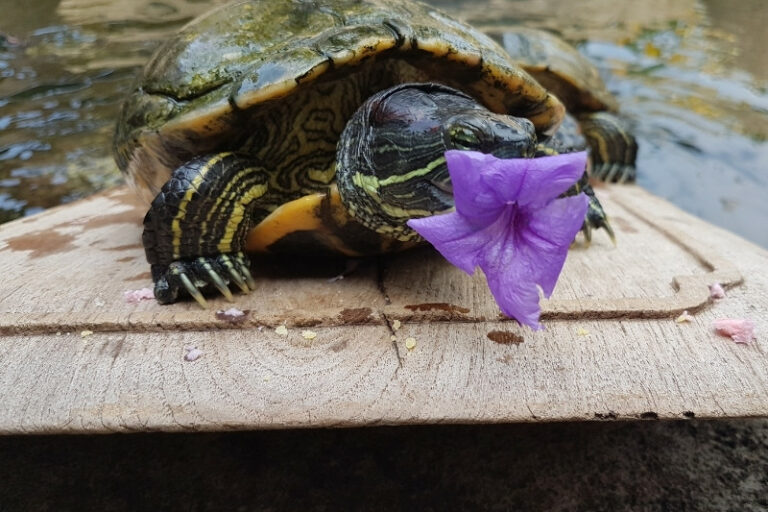 10 Animals That Eat Flowers - Online Field Guide