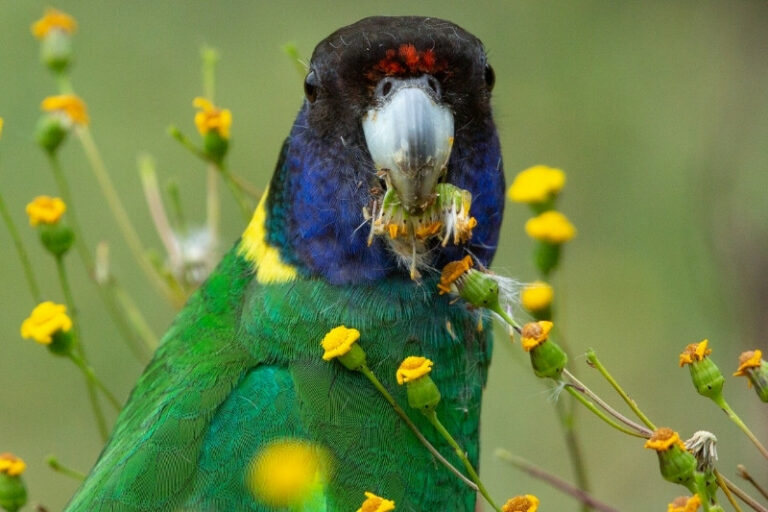 10 Animals That Eat Flowers - Online Field Guide