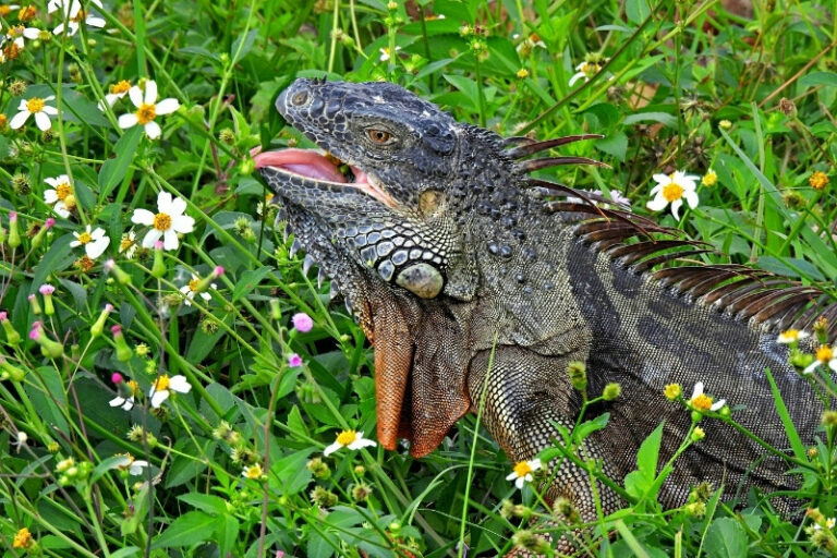 10 Animals That Eat Flowers - Online Field Guide