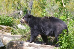 Do Bears Live In Jungles? - Online Field Guide