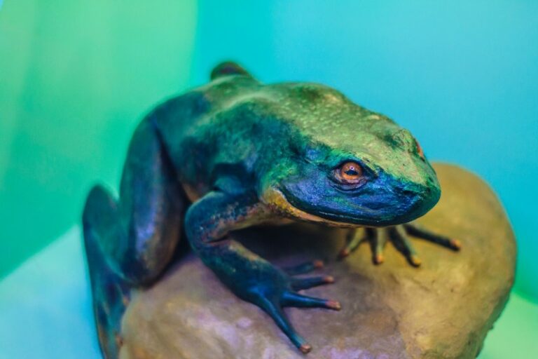 Frog Examples 20 Examples of Amphibians (With Pictures) - Online Field Guide