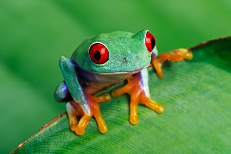 20 Examples of Amphibians (With Pictures) - Online Field Guide