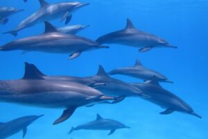 Can Dolphins Kill Sharks? - Online Field Guide