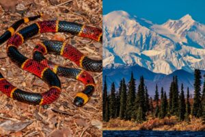 Photo inspiration: Gallery Detail: Discover The Resilient Snakes Of Cold Climates