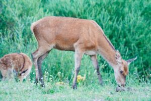 Can Deer Eat Meat? - Online Field Guide
