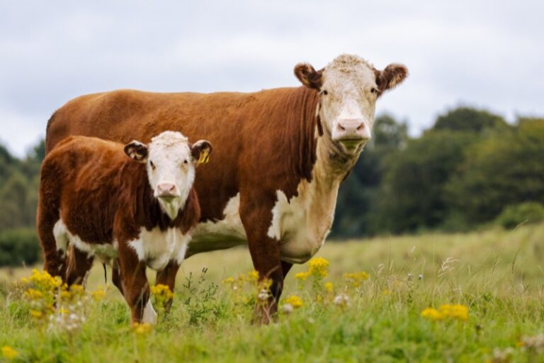 How Many Calves Can A Cow Have Online Field Guide
