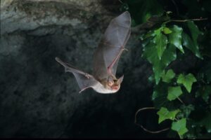 10 Animals With The Best Night Vision - Online Field Guide