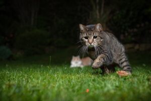 10 Animals With The Best Night Vision - Online Field Guide
