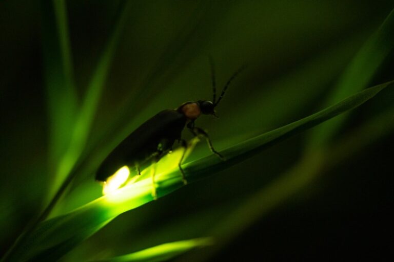 10 Animals With The Best Night Vision - Online Field Guide