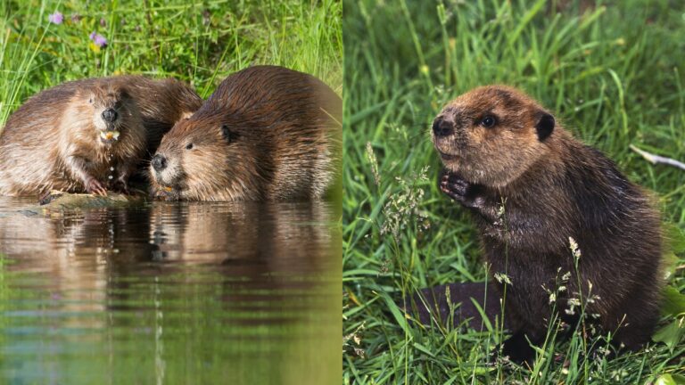What Is a Group of Beavers Called? - Beavers Collective Nouns. - Online ...