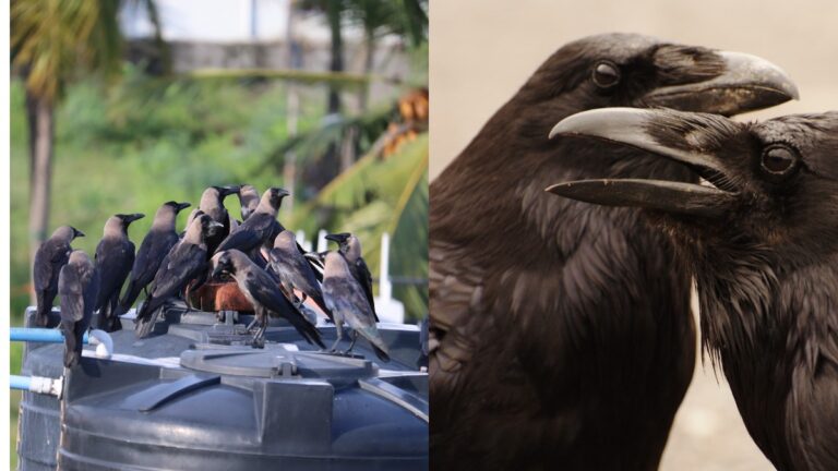 What Is A Group Of Crows Called Crows Collective Nouns Online 
