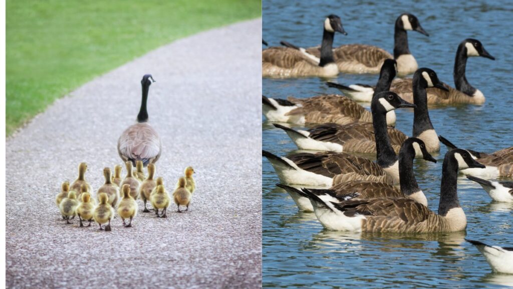 What Is A Group Of Geese Called Geese Collective Nouns Online What is a group of geese called geese collective nouns online