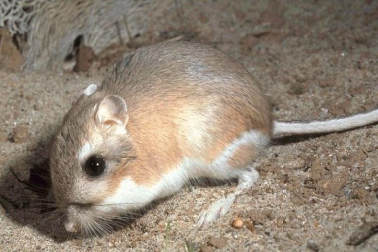 10 Animals With The Best Night Vision - Online Field Guide