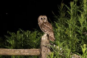 10 Animals With The Best Night Vision - Online Field Guide
