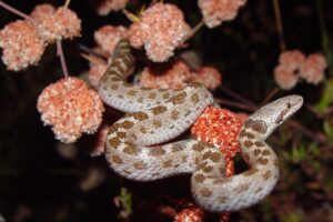 10 Animals With The Best Night Vision - Online Field Guide