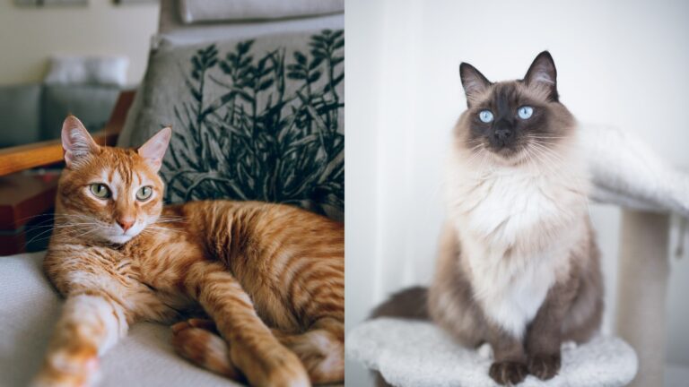 View of How Long Do Indoor Cats Live? - Online Field Guide