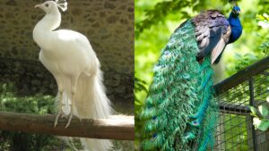 What Does A Peacock Sound Like? - Online Field Guide