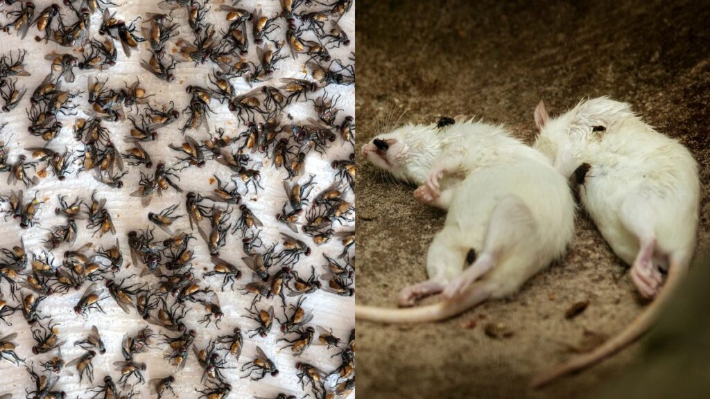 What Insect Extinct What Would Happen If Mosquitoes Went Extinct? - Online Field Guide