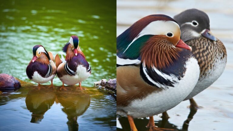 Photo inspiration: Fresh Look at How Should I Care For My Pet Ducks