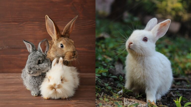 Unique Rabbit Facts 10 Facts About Rabbits - Online Field Guide