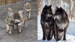 1 000 FACTS ABOUT WOLVES visual data 6