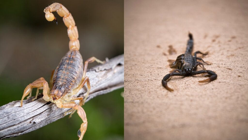 10 Incredible Scorpion Facts 10+Interesting Facts About Scorpion