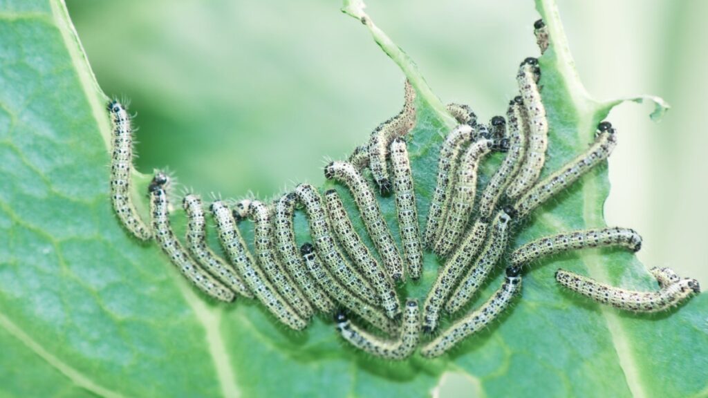 10 Animals That Eat Caterpillars - Online Field Guide