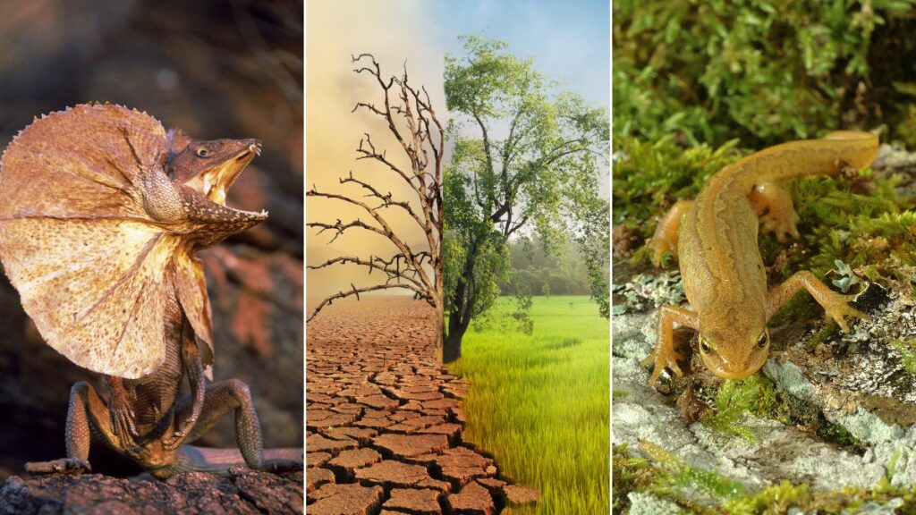 View of Climate Change Impact on Herpetofauna - Online Field Guide
