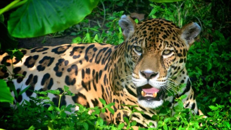 7 Animals That Live In The Amazon Rainforest Online Field Guide 7 Animals That Live In The Amazon Rainforest Online Field Guide