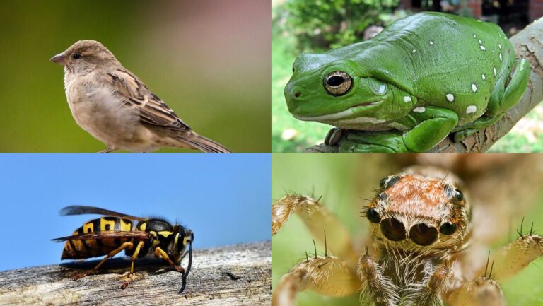 10 Animals That Eat Ladybugs - Online Field Guide