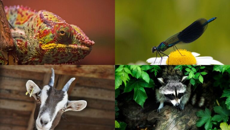 10 Animals With Cool Eyes - Online Field Guide