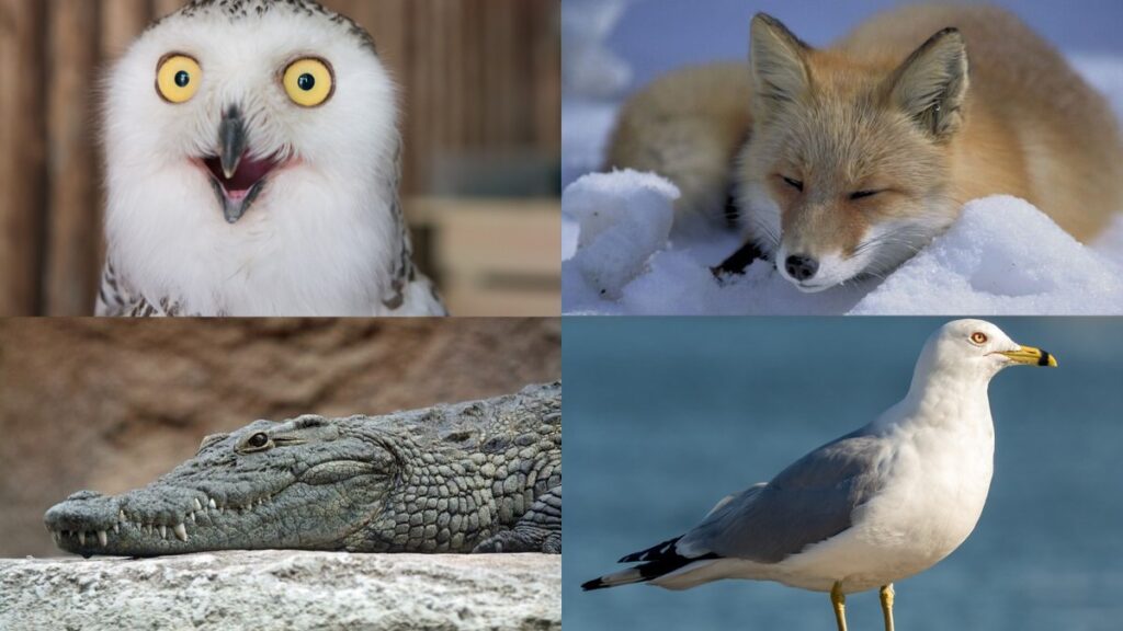 10 Animals With Eyes That Glow Green At Night - Online Field Guide