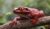 Animals That Have Red Eyes At Night - Online Field Guide