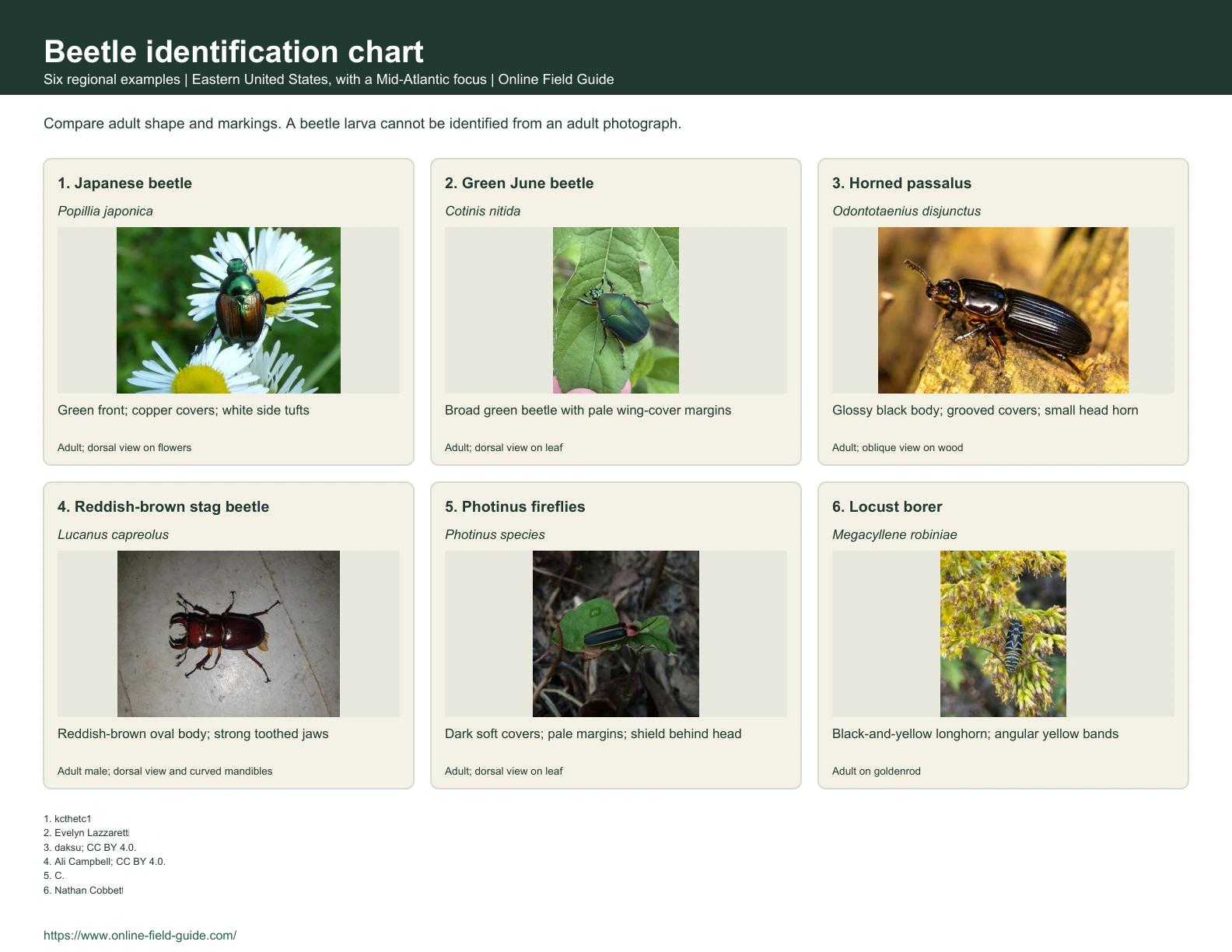 Beetle Identification Chart: 6 Eastern-US Beetles and Groups Identification chart with six beetle examples, names and visual clues.