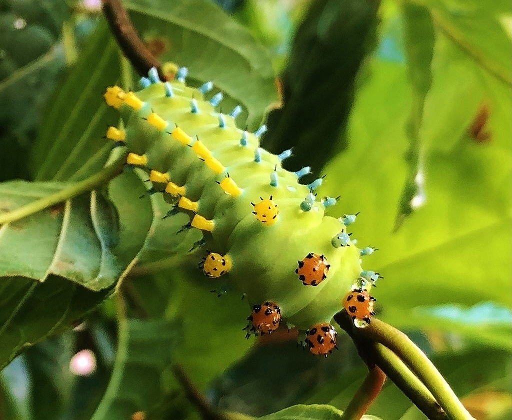 Cecropia caterpillar photograph: mature caterpillar. Large green larva with colorful raised knobs