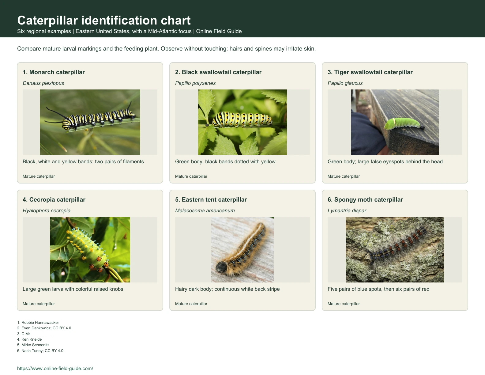 Caterpillar Identification Chart: 6 Eastern-US Butterfly and Moth Larvae Identification chart with six caterpillar examples, names and visual clues.