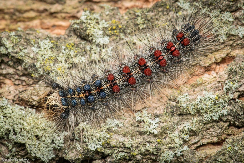 Spongy moth caterpillar photograph: mature caterpillar. Five pairs of blue spots, then six pairs of red