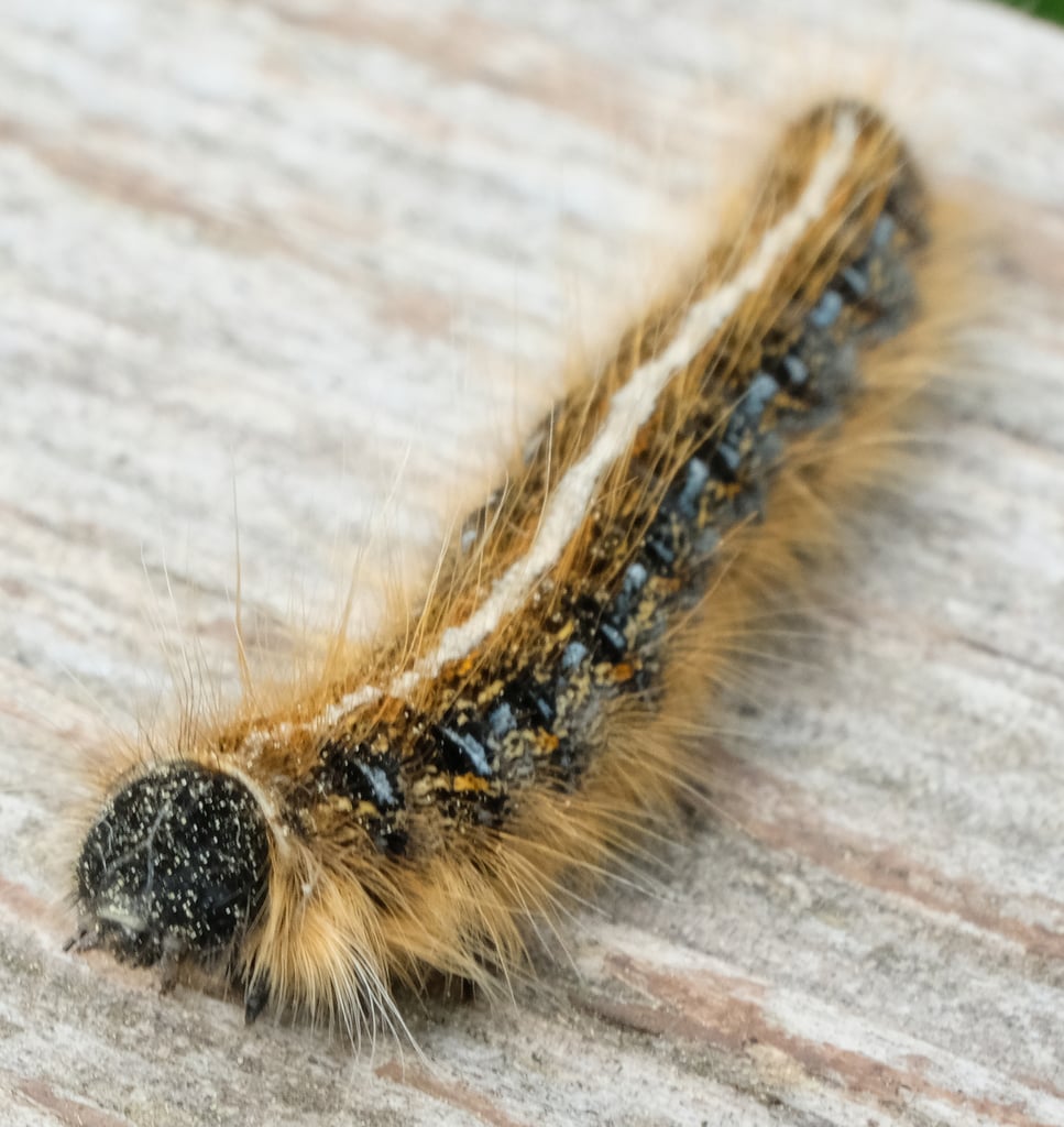 Eastern tent caterpillar photograph: mature caterpillar. Hairy dark body; continuous white back stripe