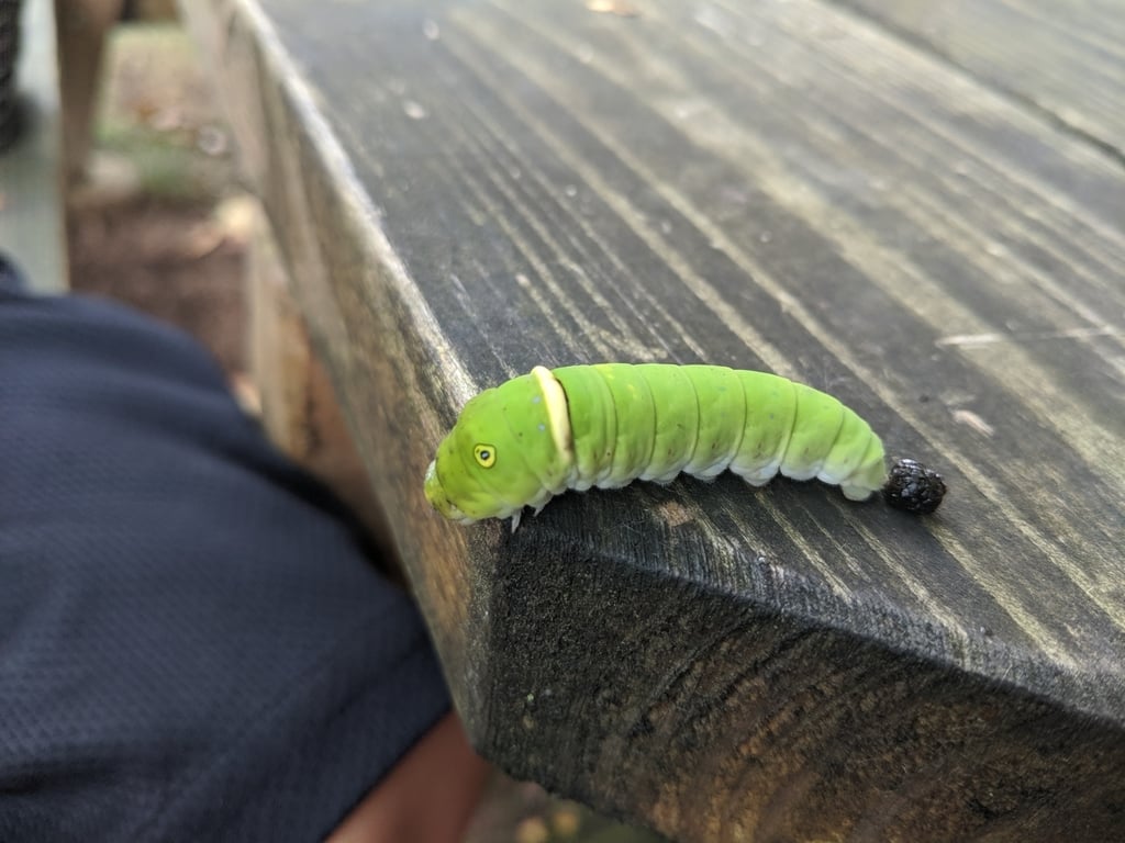 Tiger swallowtail caterpillar photograph: mature caterpillar. Green body; large false eyespots behind the head