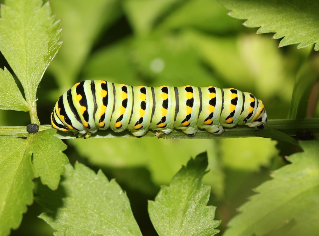 Black swallowtail caterpillar photograph: mature caterpillar. Green body; black bands dotted with yellow