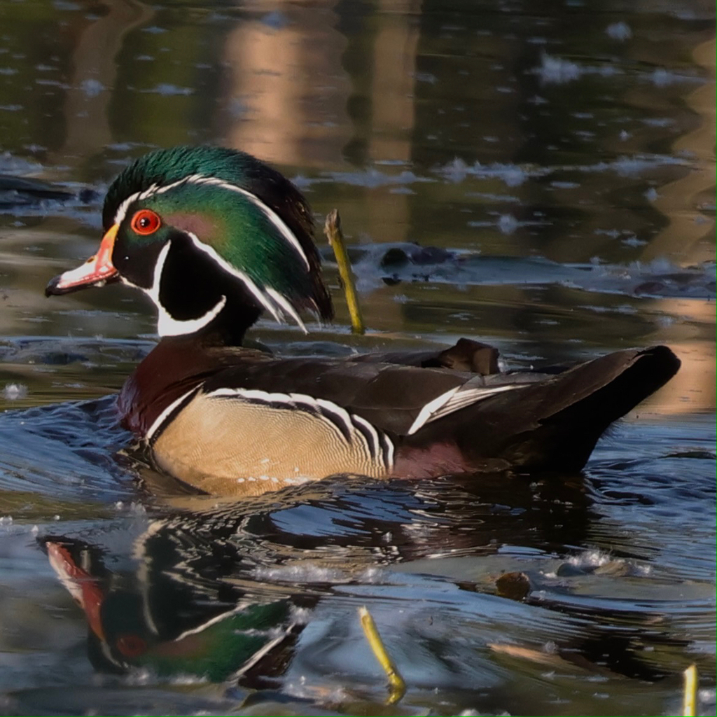 Wood Duck photograph: adult male; breeding plumage. Male: swept-back crest and bold white face lines