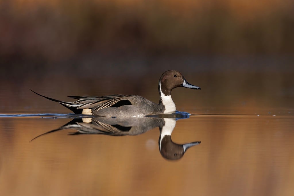 Northern Pintail photograph: adult male; breeding plumage. Male: brown head, white neck stripe, pointed tail