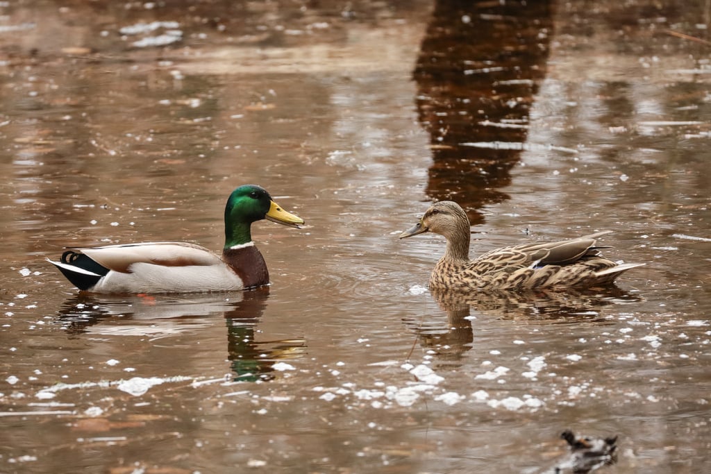 Mallard photograph: adult male at left; female at right. Male: green head, white neck ring, chestnut breast