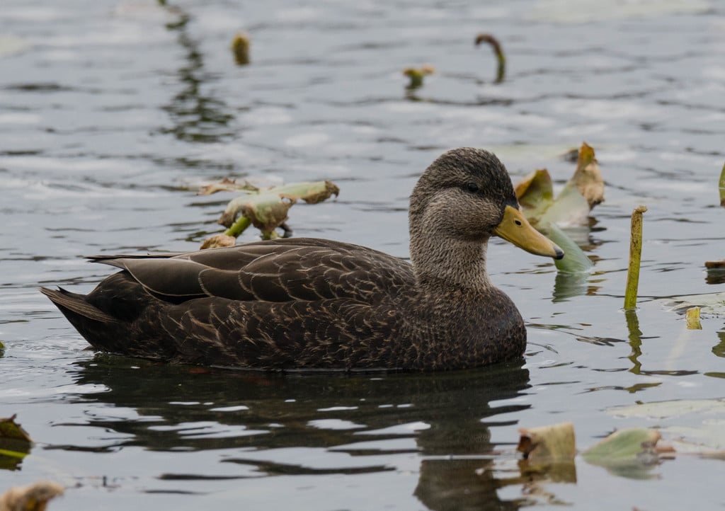 American Black Duck photograph: adult; sexes look similar. Dark brown body; paler head and throat