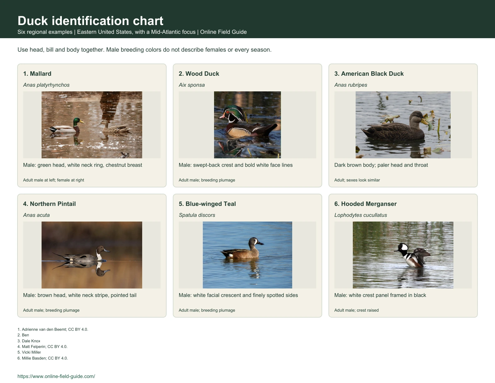 Identification chart with six duck examples, names and visual clues.