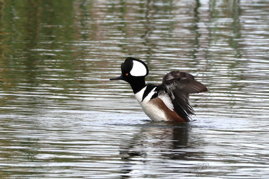 Hooded Merganser photograph: adult male; crest raised. Male: white crest panel framed in black