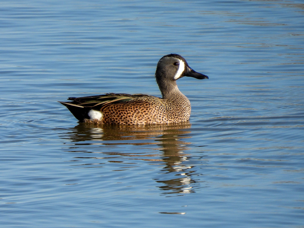 Blue-winged Teal photograph: adult male; breeding plumage. Male: white facial crescent and finely spotted sides