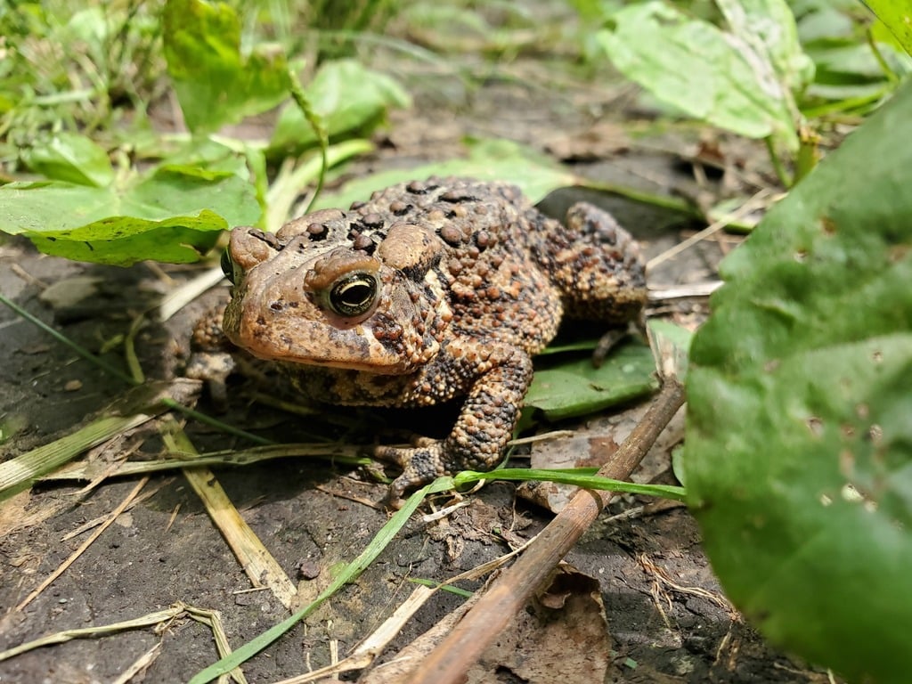 American toad photograph: adult; warty skin. Warty skin; raised glands behind the eyes