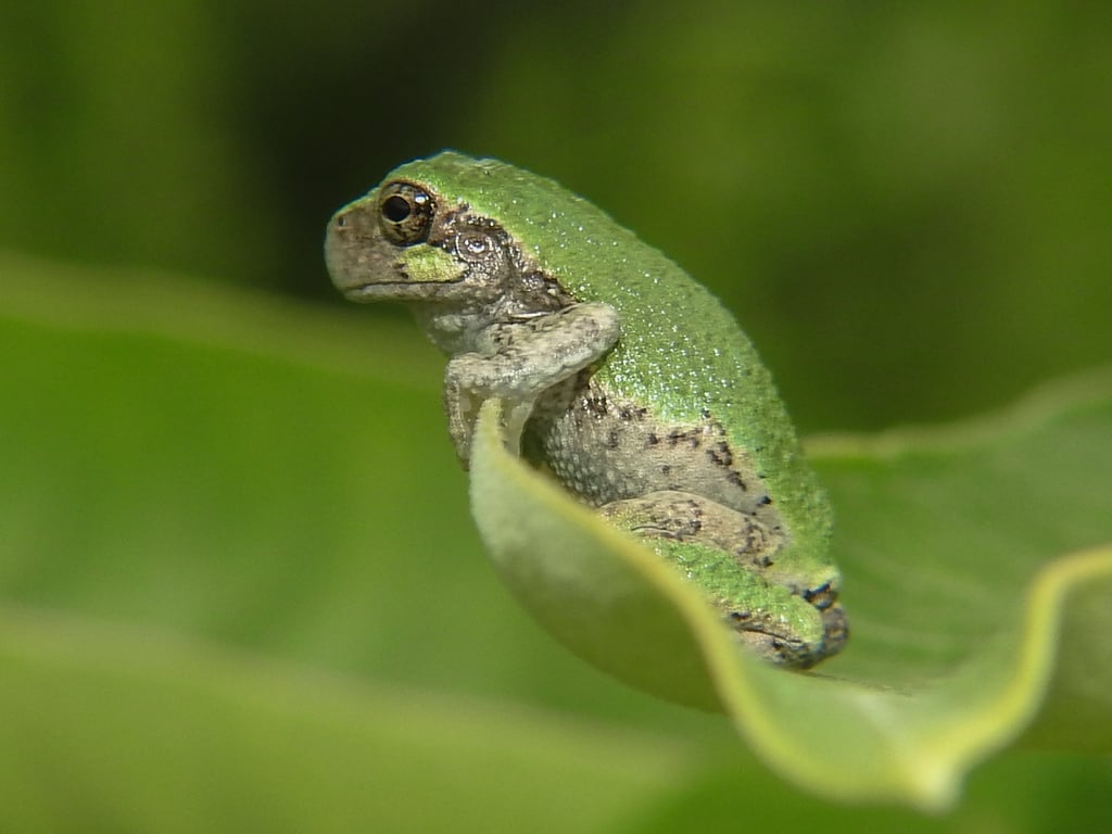 Gray treefrog complex photograph: gray treefrog complex; representative. Mottled back; toe pads and pale cheek spot