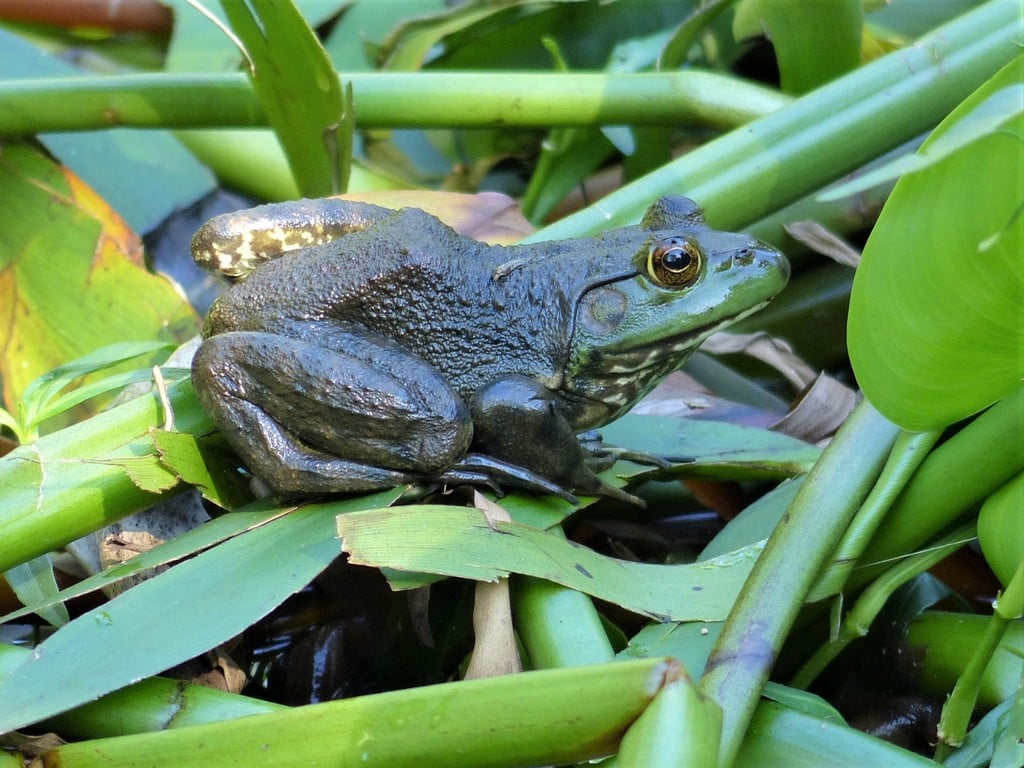 American bullfrog photograph: adult; side view. Large round eardrum; no ridges along the back